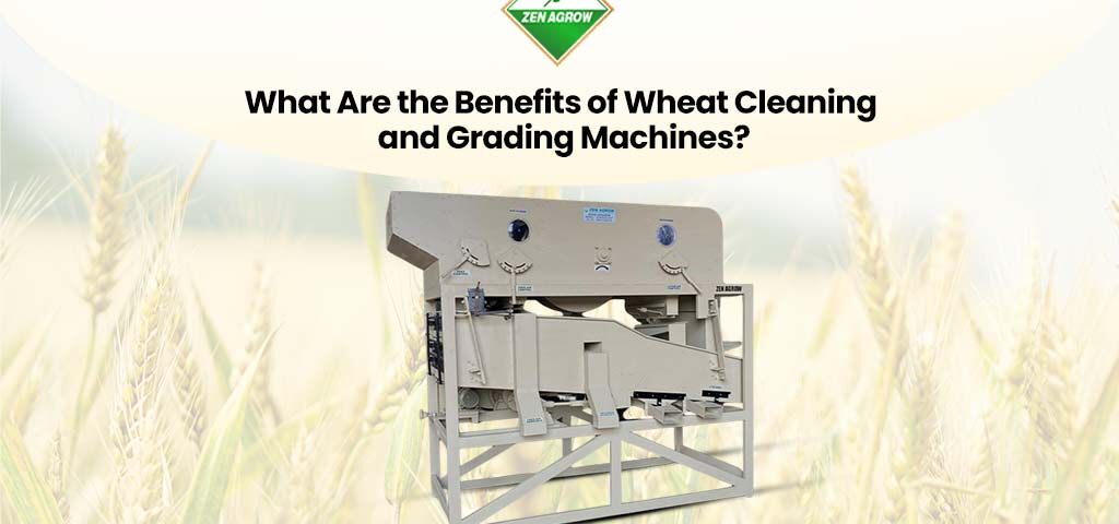 Wheat cleaning