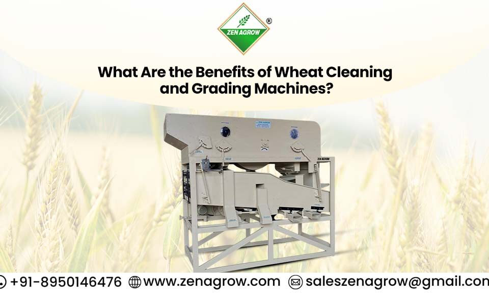 Wheat cleaning